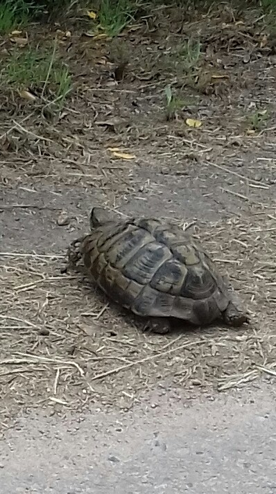 D.e.f Anziani Lionel, Maçon à Lecci