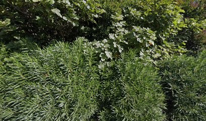 E.g.b.t.p., Maçon à Furiani