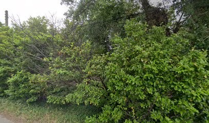 Pilate John SAS, Maçon à Mondragon