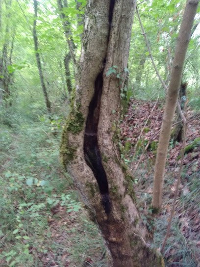 Dauban Jean-François, Maçon à Castillon-de-Saint-Martory