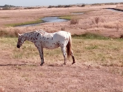 Thomas Francis, Maçon à Saint-Nazaire-sur-Charente