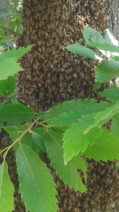 Leray Hubert, Maçon à Nort-sur-Erdre