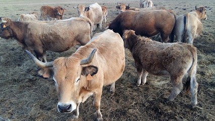 Sarl Tronel Maçonnerie, Maçon à Saint-Anthème