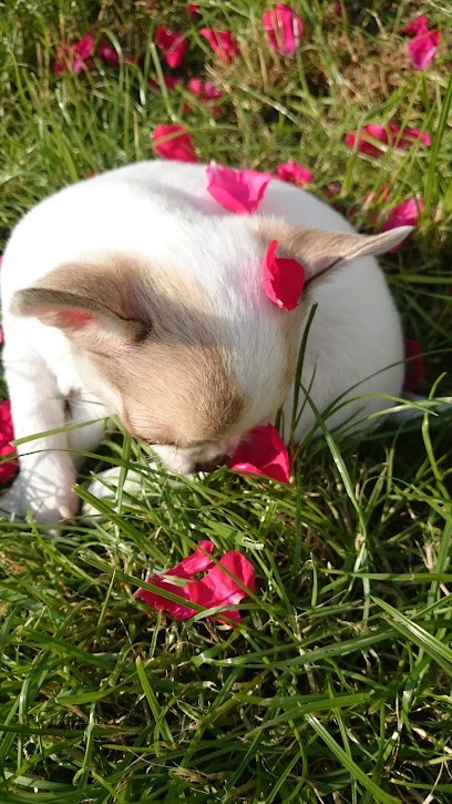 Ribeiro José-Carlos, Maçon à Chabanais