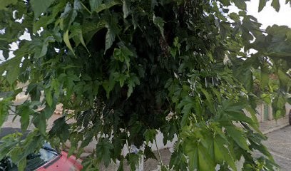 Arnaud Raymond, Maçon à Codognan