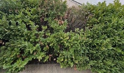 Rontani, Maçon à Vence