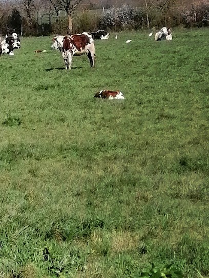 Entreprise Générale De Bâtiment Dumans Alexandre, Maçon à Fouras