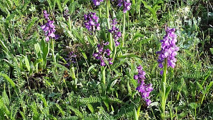 Maçonnerie Jms Riols, Maçon à Riols